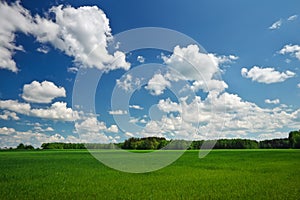 Field of grass and perfect sky