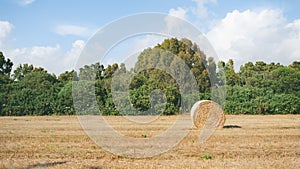 A field of grass with a reap