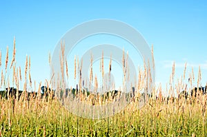 Field Grass seed heads tall against blue sky