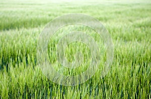 Field of grass with short depth of field