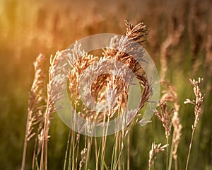 Field of Grass at Sunset