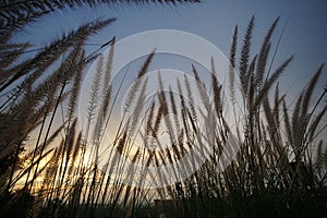 Field of grass during sunset