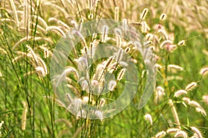 Field of grass during sunset.Grass field landscape