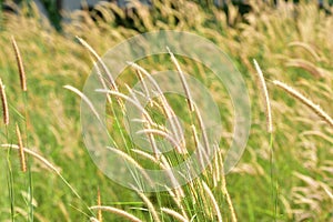 Field of grass during sunset.Grass field landscape