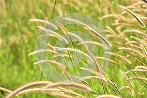 Field of grass during sunset.Grass field landscape