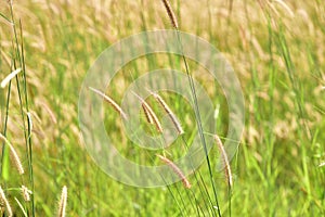 Field of grass during sunset.Grass field landscape