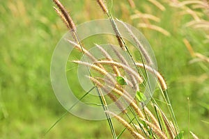 Field of grass during sunset.Grass field landscape