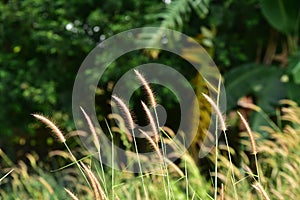 Field of grass during sunset.Grass field landscape