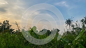 field of grass and sunset landscapes, sunset background