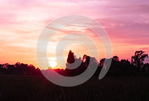 Field of grass and sunset .selective focus