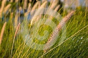 Field of Grass at Sunset or Sunrise Background