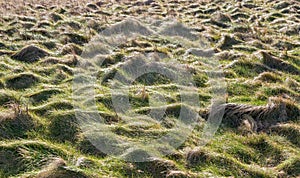 Field of grass tussocks