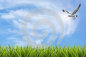 Field of grass under sky and flying bird