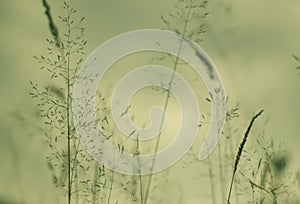 Field grass/vegetation detail