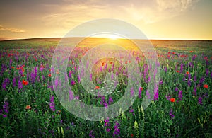 Field with grass, violet flowers and red poppies