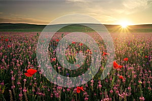 Field with grass, violet flowers and red poppies. Sunset