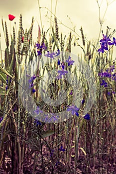 Field with grass, violet flowers and red poppies on sunset