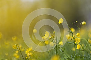 Field with grass and yellow flowers in Spring time