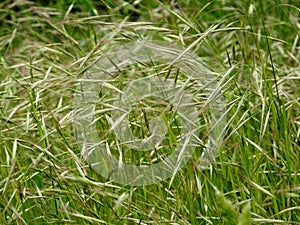 Field of grasses moved by the wind photo