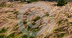 Field of grasses moved by the wind