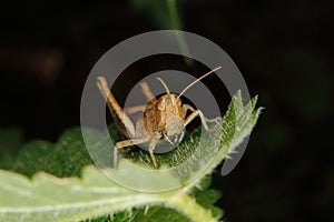 Field grasshopper (Chorthippus albomarginatus)