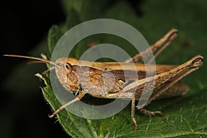 Field grasshopper (Chorthippus albomarginatus)