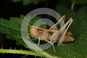 Field grasshopper (Chorthippus albomarginatus)