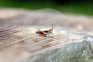 Field grasshopper Chorthippus brunneus