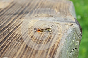 Field grasshopper Chorthippus brunneus photo