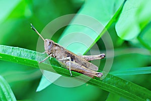 Field grasshopper (chorthippus brunneus) on grass photo
