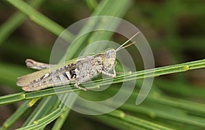 A Field Grasshopper, Chorthippus brunneus, resting on a plant growing along the coast. photo