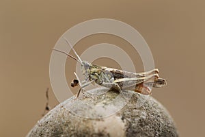 A Field Grasshopper, Chorthippus brunneus, resting on a stone. photo