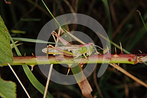 Field grasshopper (Chorthippus parallelus)