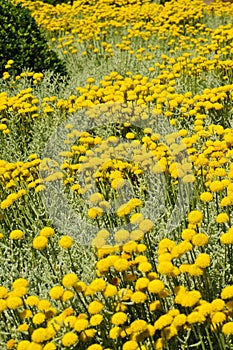 Field of gray santolina