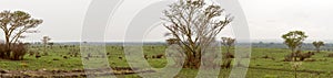 Field of grazing Topi, Queen Elizabeth National Park, Uganda