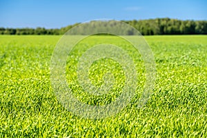 Field of green agriculture, in the hope of a good harvest that will save us from the food crisis. Green wheat field swaying in