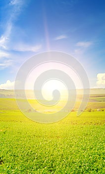 A field with green alfalfa and sunrise. Vertical photo