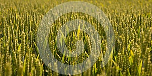 Field Of Green Barley