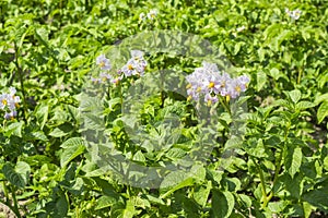 Field with green bush of potatoes blooming with violet flowers. Organic vegetable growing in garden, agricultural farm