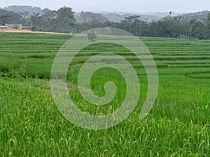 Field Green Bushes Jungle Forest in Countryside Rural Area Village Trees Landscape Panoramic Scenery Background Harvest Season