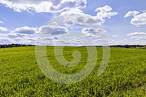 a field with green cereals in the spring season