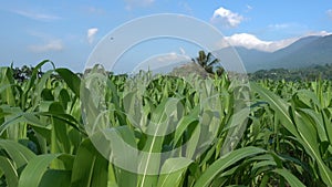 The field of green corn against the background of mountains and lodges of farmers on a farm in summer sunny day