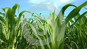 The field of green corn against the background of mountains and lodges of farmers on a farm in summer sunny day