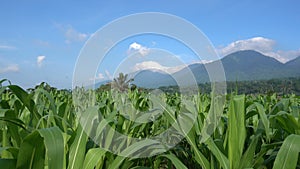 The field of green corn against the background of mountains and lodges of farmers on a farm in summer sunny day