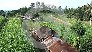 The field of green corn against the background of mountains and lodges of farmers on a farm in summer sunny day