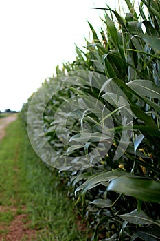 A field of green corn in the countryside