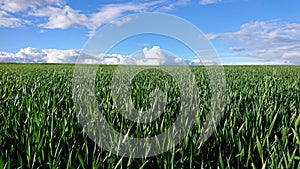 Field with green corn in spring