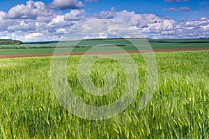 The field of green ears of barley at springtime.