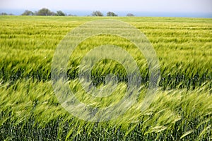 Field with green ears of corn