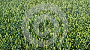 Field of green ears of corn in spring